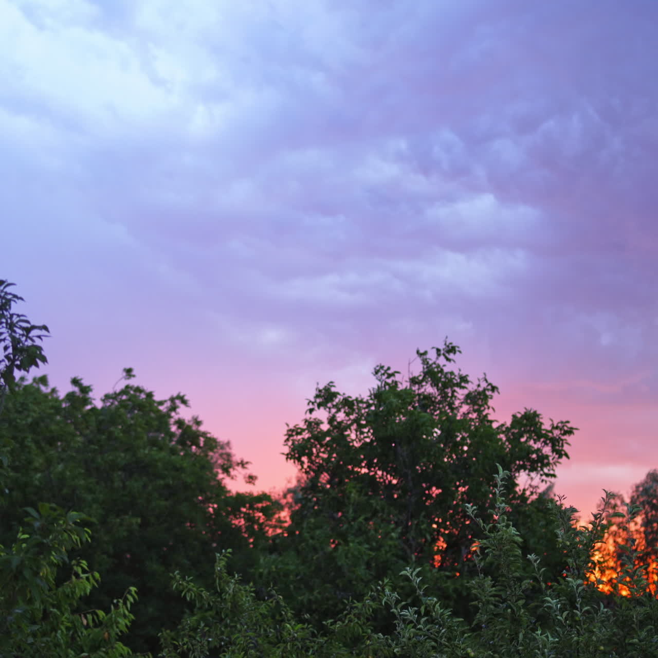 Panoramic view of blue sky with impressive lightning at sunset. Bright lightning on the cloudy sky over the green trees in summer.