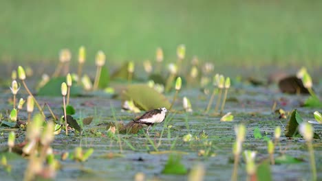 pheasant tailed jacana bird  activity in nesting area