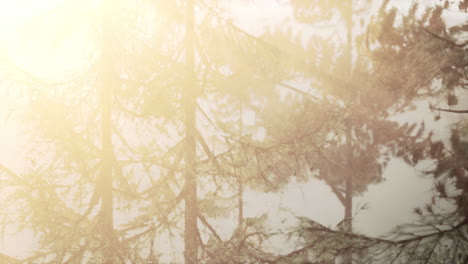 luz del sol del bosque brumoso