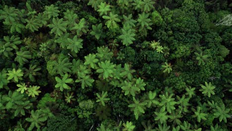 Aerial-drone-top-down-footage-flying-over-ferns-and-then-the-road-in-Rotorua-New-Zealand