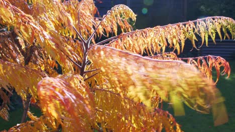 orange acer japanese maple blows in the wind in autumn sun 1