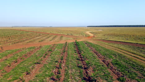 Aerial-view-of-rows-of-crops-next-to-a-dirt-road