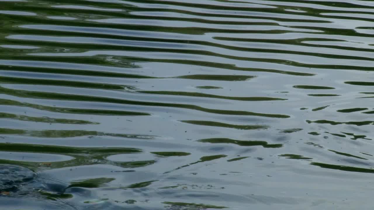 A Fish Caught On Fishing Line Struggling On Water Surface. - Closeup