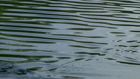 a fish caught on fishing line struggling on water surface. - closeup