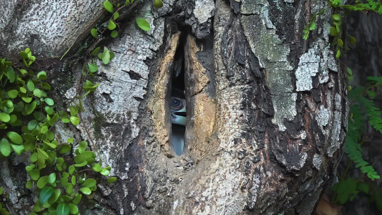 Oriental Pied Hornbill Inside The Hole Of A Tree Trunk. Close-up Shot