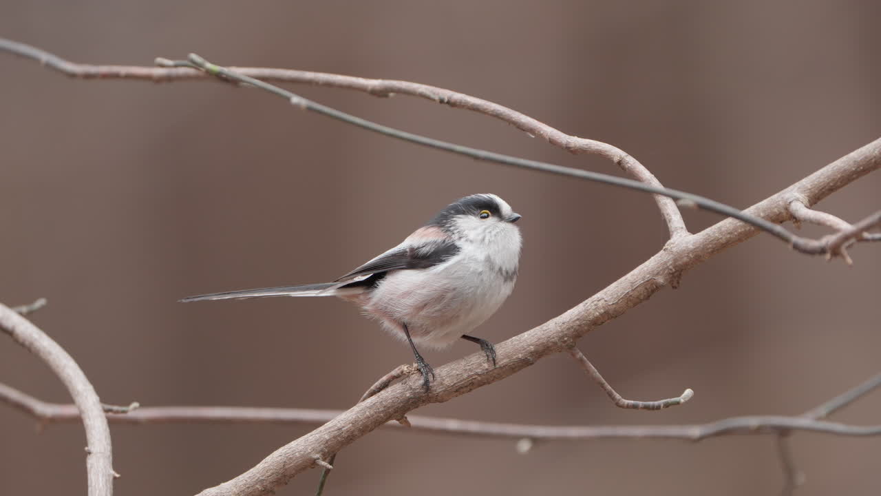 tita de cola larga en primer plano en una rama sin hojas en la primavera de japón