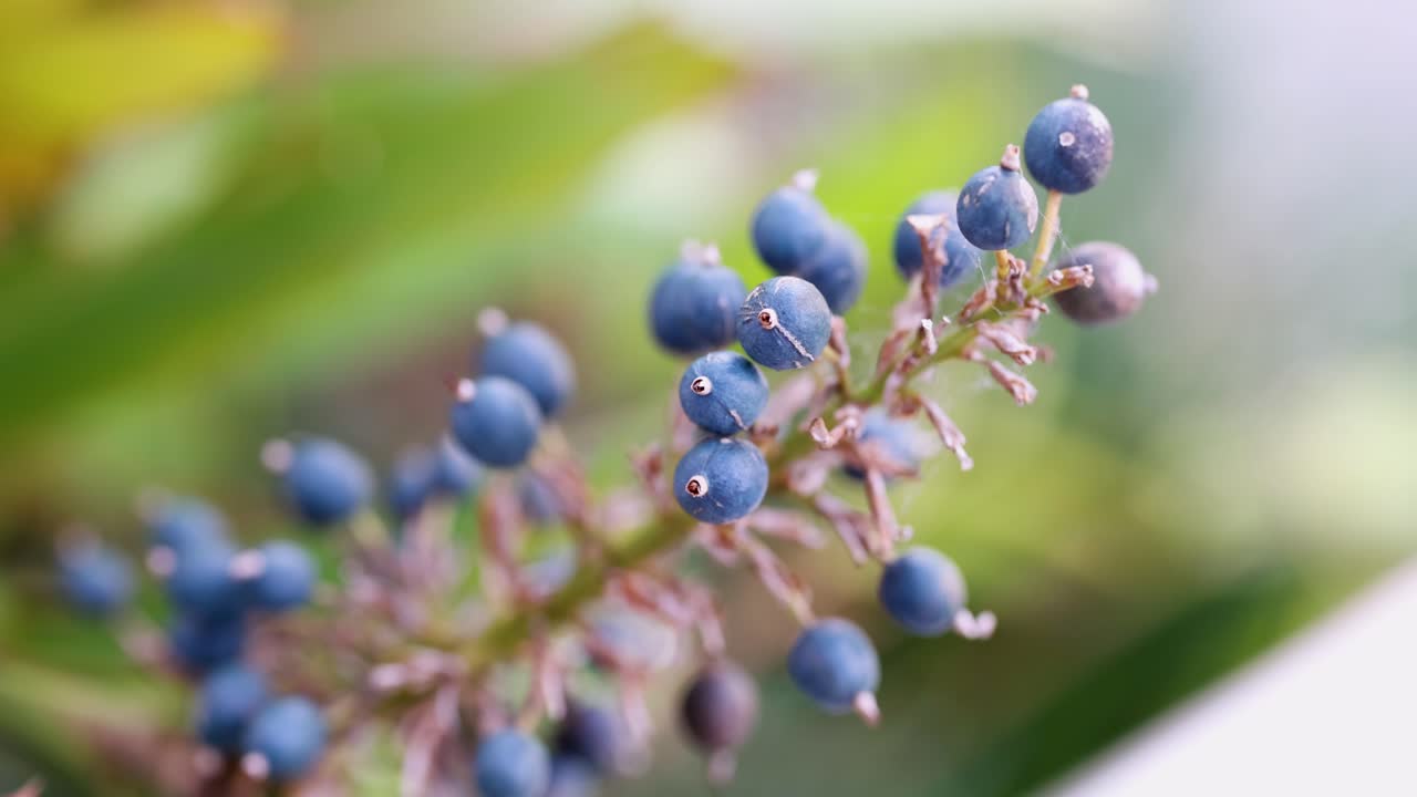 Detailed view of Alpinia caerulea berries with vibrant green foliage, captured in soft natural lighting