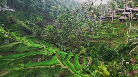 tegalalang rice terrace in bali shines emerald green in this early morning drone footage, showing the valleys, palm trees, and layered paddies of this breathtaking landscape