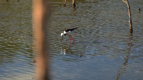 Wild-wading-shorebird-pied-stilt,-himantopus-leucocephalus-walking-on-the-mudflats,-foraging-for-small-aquatic-preys-in-the-shallow-waters-in-its-natural-habitat-at-Boondall-Wetlands-Reserve