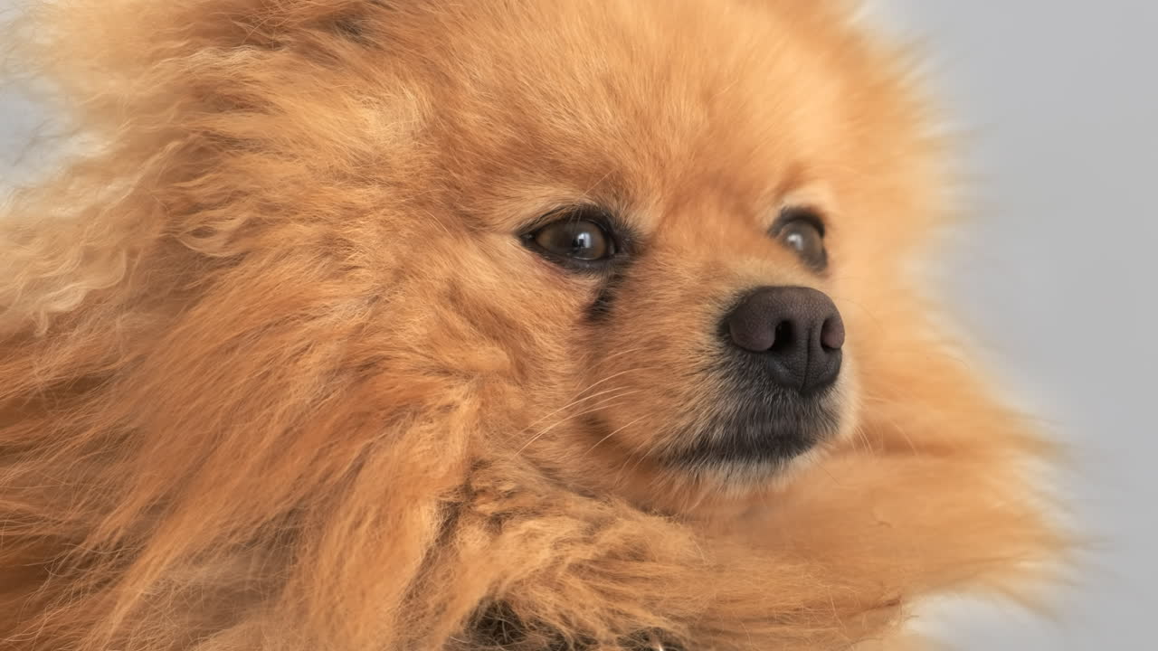 Close-up shot of a pomeranian with yellow fur and brown eyes