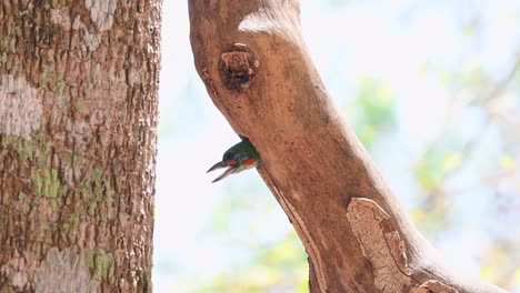 Blue-eared-Barbet,-Psilopogon-cyanotis,-4K-footage-of-a-nesting-bird