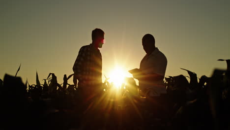 farmers discussing in a cornfield at sunset