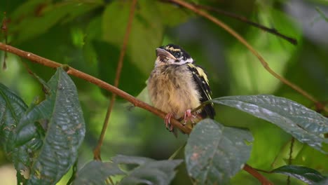 Black-and-yellow-Broadbill,-Eurylaimus-ochromalus,-Thailand