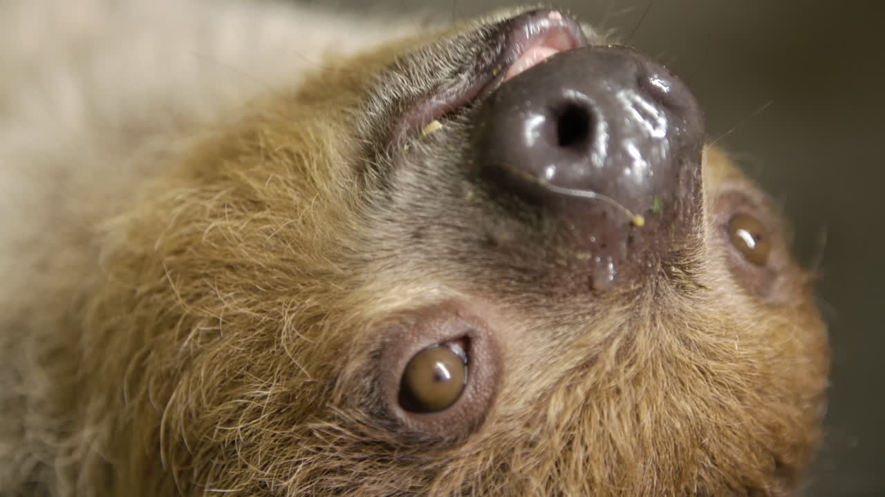 카메라 슬로우 모션 시네마틱에 가까운 나무에 매달려 있는 나무늘보