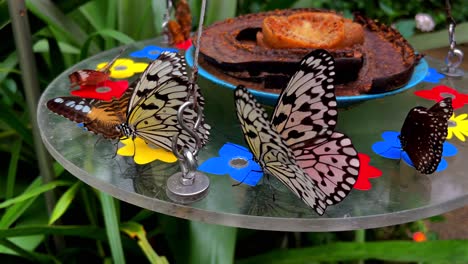 several butterflies with a special pattern sitting on a table