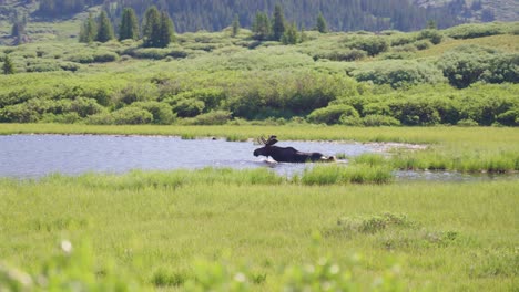 moose walking into a lake | mount bierstadt, colorado