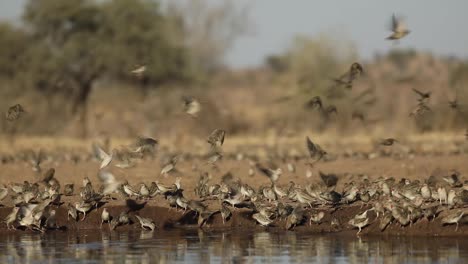plano amplio de una gran bandada de queleas de pico rojo bebiendo en un waterrole, mashatu botswana.