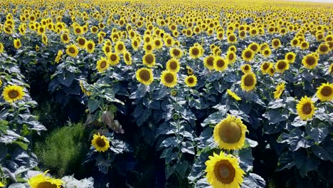 field of blooming sunflowers on a background sunset