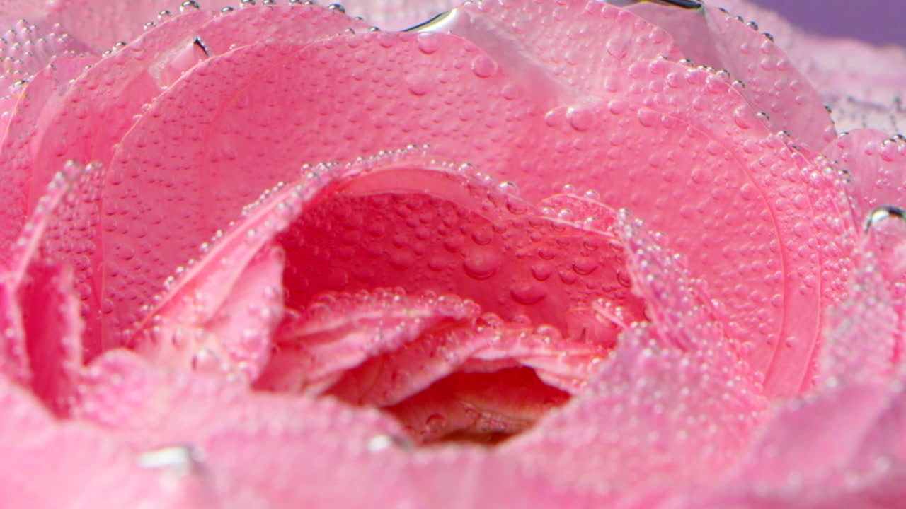 Pink Rose in Water with Bubbles