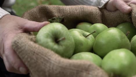 hands lifting sack of ripe green apples close up shot