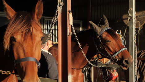 race horse getting brushed and cleaned