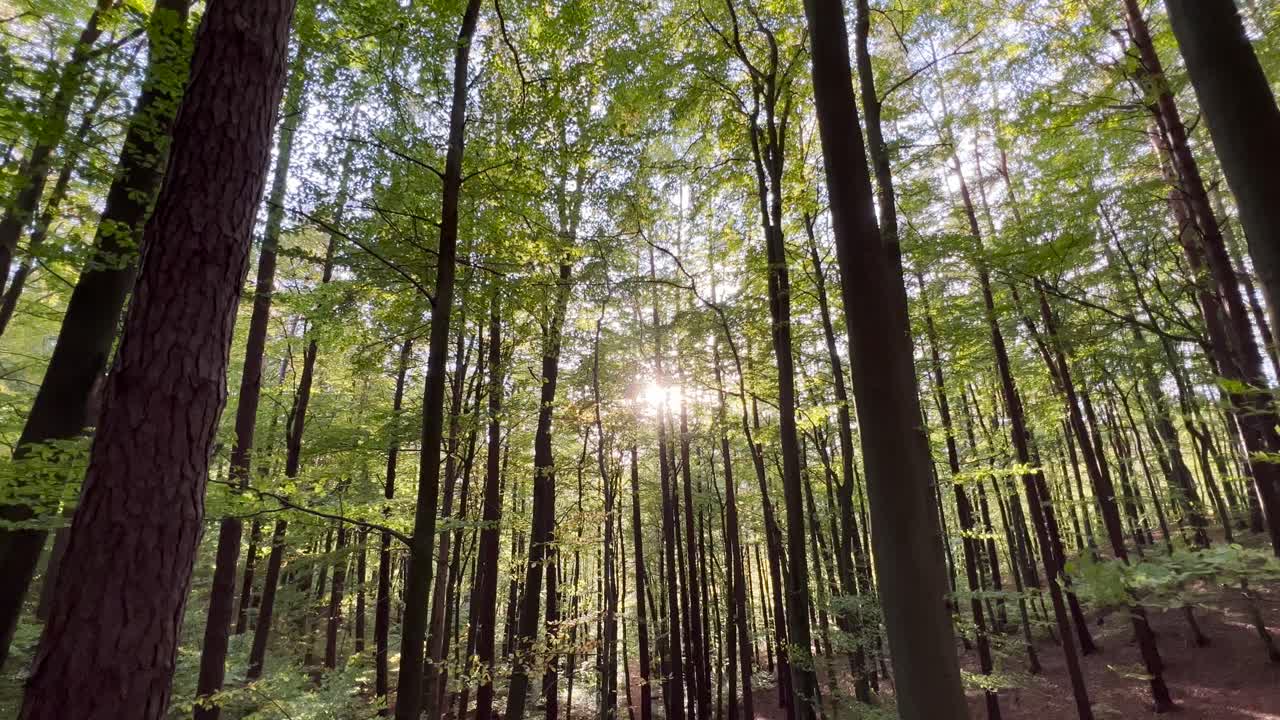 la luz del sol se asoma a través del dosel de los árboles en primavera en el bosque