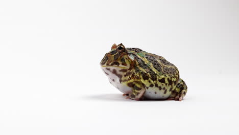 African-Ornate-Horned-Frog---isolated-on-white-background---side-profile