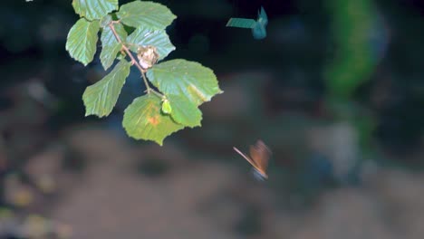 Close-up-of-a-golden-and-blue-dragonflies-perched-on-reed,-Ebony-Jewelwing-flying-away-in-slowmotion