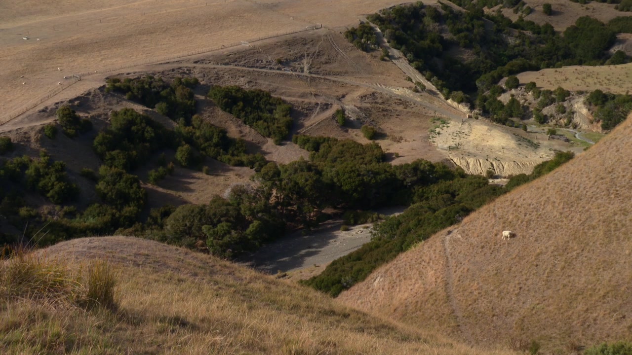 Cape Kidnappers, Nova Zelândia, ovelhas pastando na região de Hawke's Bay em uma paisagem pitoresca de colinas ondulantes e vales.