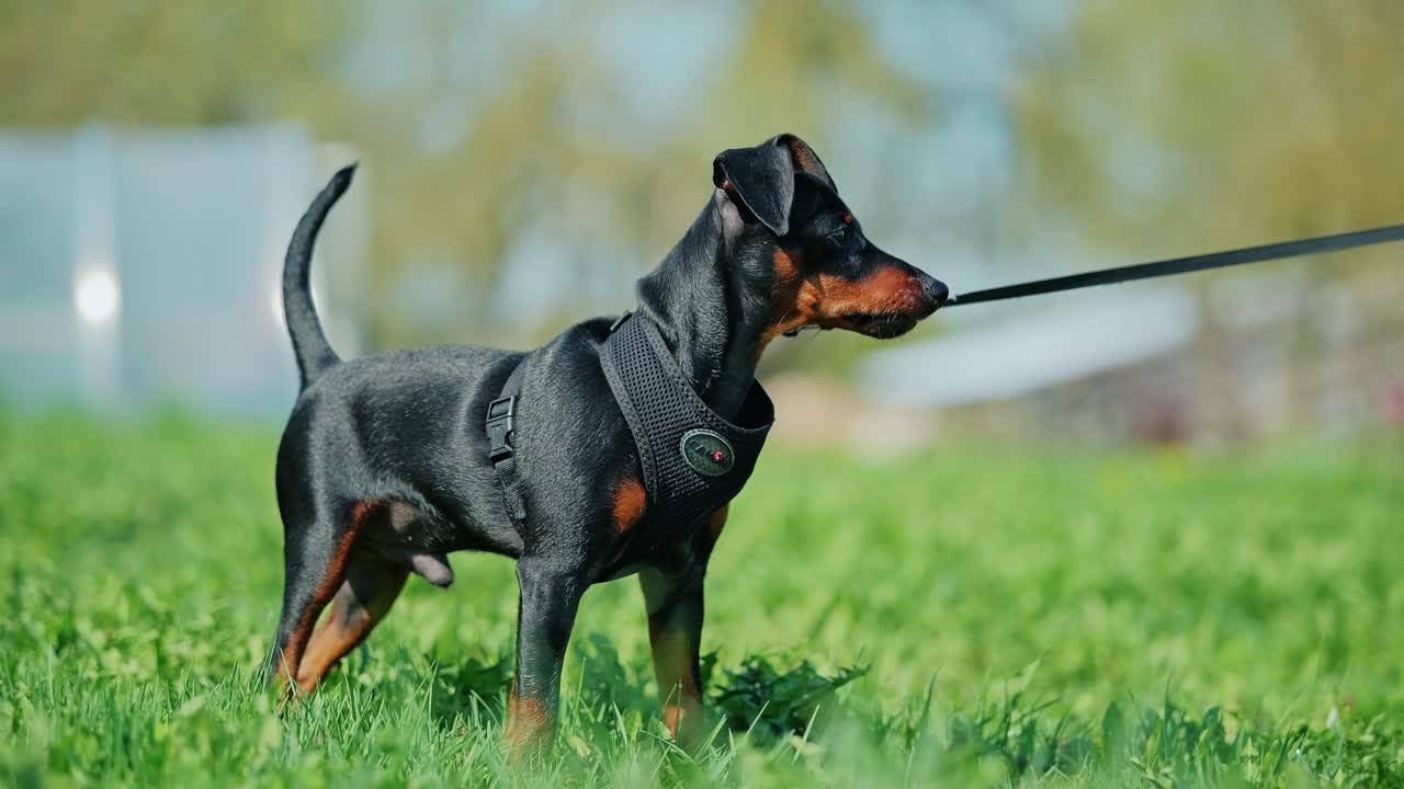 Miniature pinscher puppy captured in slow motion standing tense on green grass