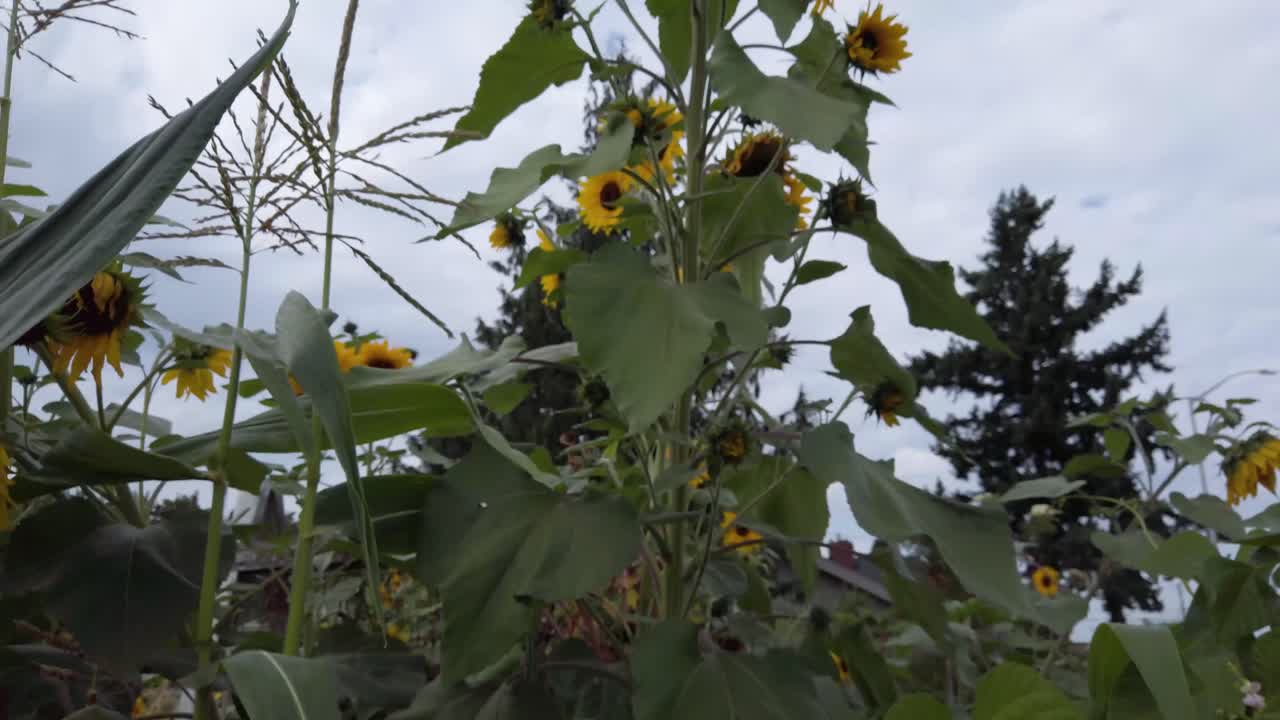 girasoles en flor en el jardín comunitario local en un barrio residencial