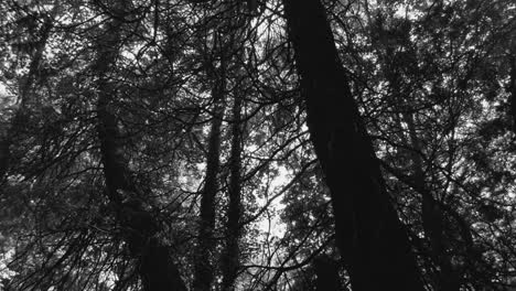 withered tree in the forest in black and white - pedestal shot