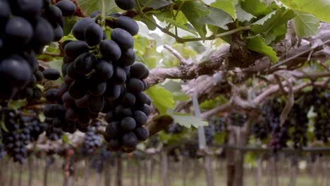 Cultivo-De-Alimentos-Agrícolas,-Plantación-De-Frutas,-Listo-Para-El-Consumo,-Viñedo