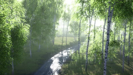 dirty-road-through-summer-forest