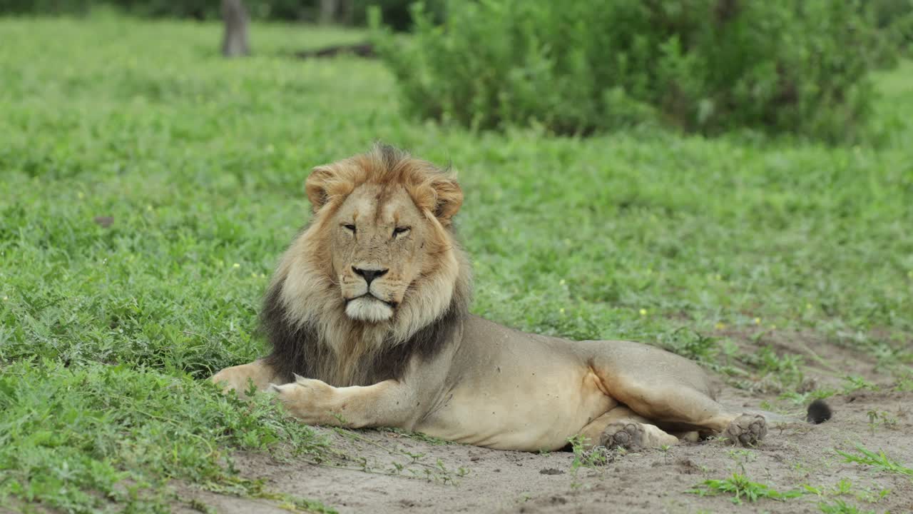 Majestátní lev ležící v zelené krajině se zdviženou hlavou, pomalu usínající a zavírající oči, Savuti Botswana