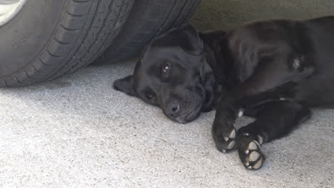 cute newborn puppies resting outside