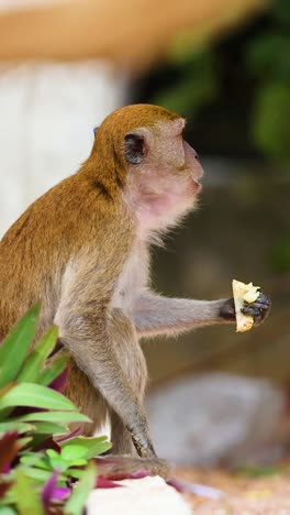 monkey watches people pass by in krabi