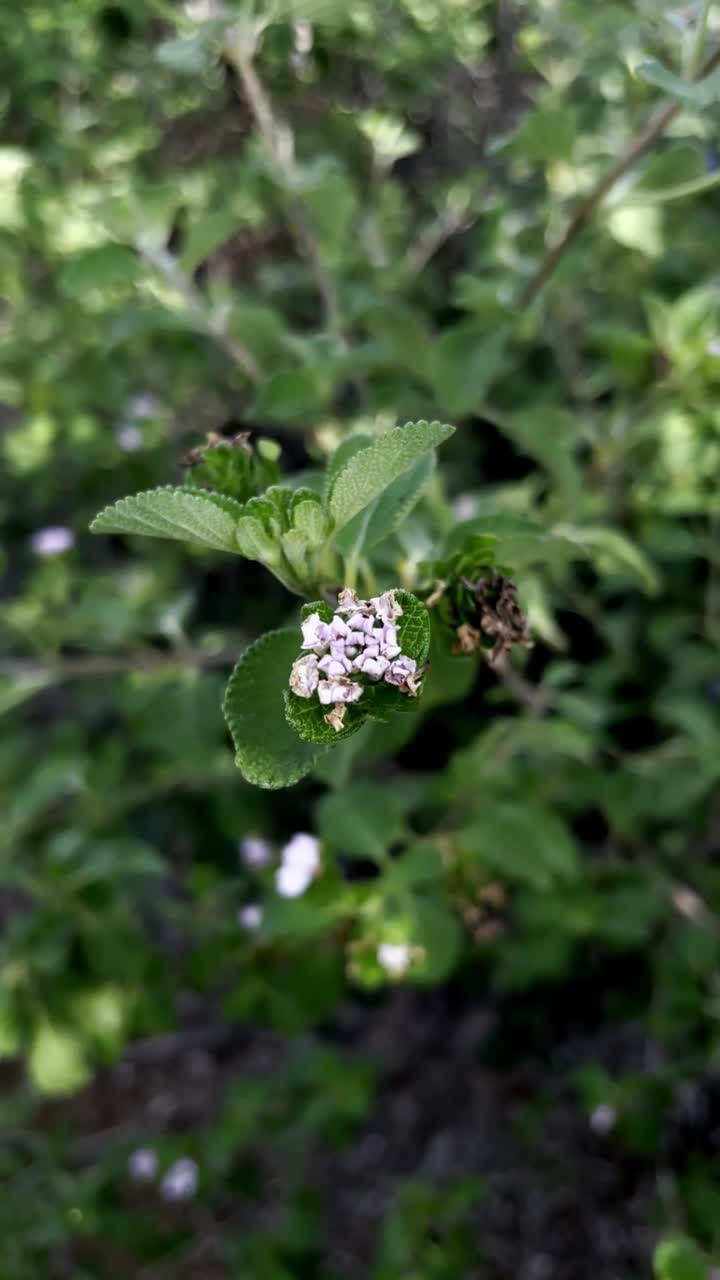 Nahaufnahme einer kleinen lila Blume an einem Busch