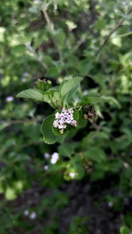 close up of a small purple flower on a bush