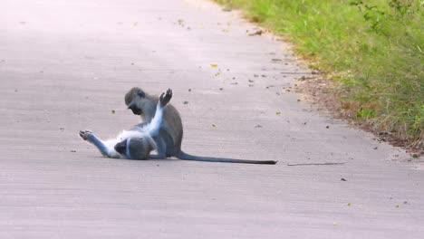 dos monos bebés interactuando juguetonamente en el parque nacional kruger, sudáfrica.