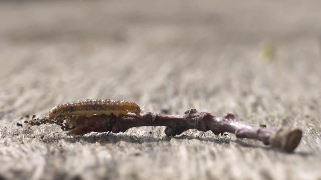 tortricodes alternella polilla oruga larva caminar arrastrándose sobre ramita, primer plano