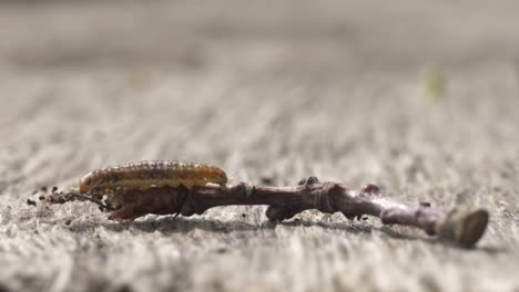 Tortricodes-Alternella-moth-caterpillar-larva-walking-crawling-on-twig,-closeup