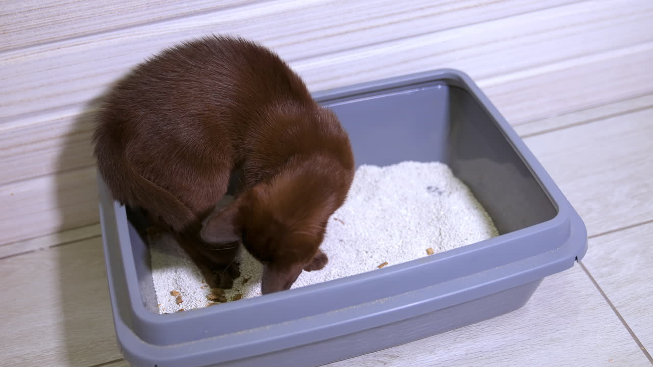 Burmese kitten on white floor plays in tray with sand. Brown curious kitten. Funny domestic animal.