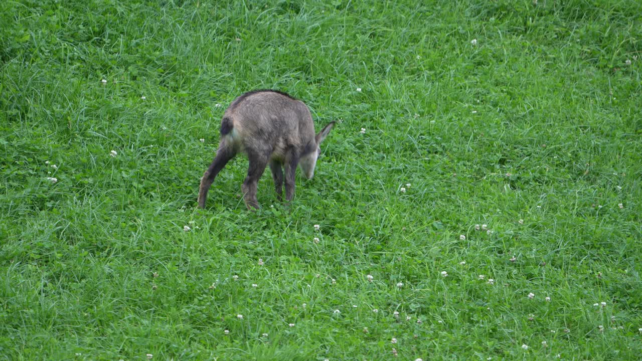 Camoscio (antilocapra) al pascolo su un ripido pendio verde costellato di trifogli vicino a Walensee, Weesen, Svizzera. Filmato naturalistico che mostra la vita e l'habitat degli animali alpini