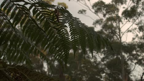 shot-through-beautiful-ferns-leaves-overlooking-forest-slow-motion