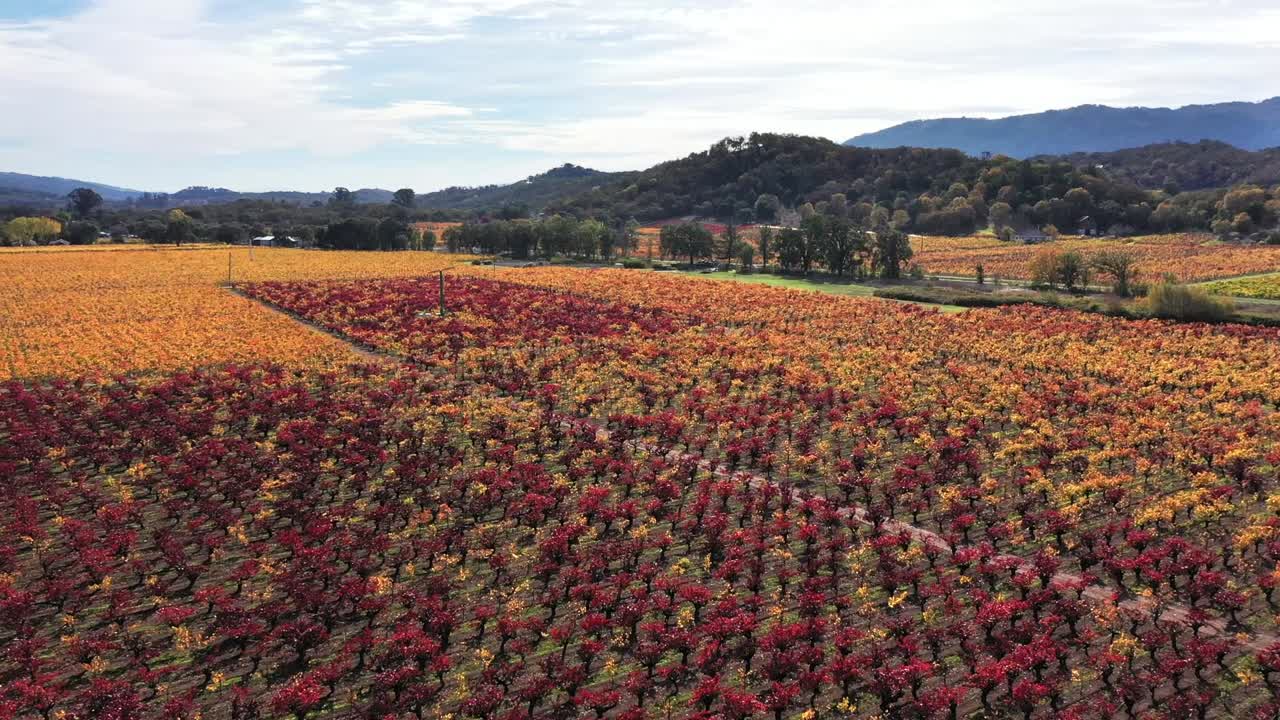 켄우드 근처의 북부 캘리포니아의 포도에서 가을 색