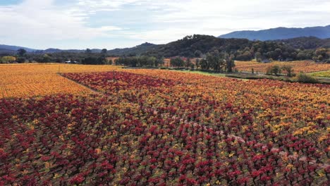 colores de otoño en los viñedos del norte de california cerca de kenwood, california.