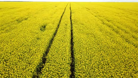 field of yellow blooming rape seen from aerial view field of yellow blooming rape seen from aerial view