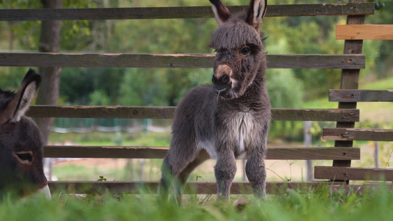 A cute little newborn miniature mediterranean donkey with a fringe balancing on its legs next to a farm fence, eating grass and curiously looking around, its mother grazing behind, static 4k shot