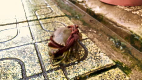 close up shots of crab jumping back into the basket